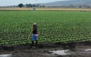 Inicio de lluvias mejora el panorama agr&iacute;cola: UAS