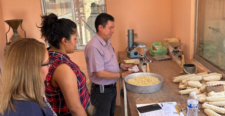 Este lunes 05 de junio inicia SEGALMEX con los registros para pagar el ma&iacute;z