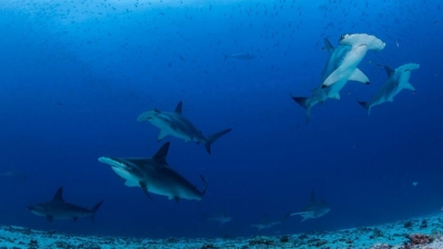 Calentamiento oc&eacute;anico amenaza la reproducci&oacute;n de los tiburones