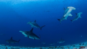 Calentamiento oc&eacute;anico amenaza la reproducci&oacute;n de los tiburones