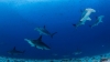 Calentamiento oc&eacute;anico amenaza la reproducci&oacute;n de los tiburones