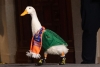 La batalla legal por "El Pato Merl&iacute;n": IMPI definir&aacute; al due&ntilde;o de la mascota viral del Mundial 2026