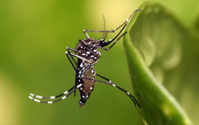 Investigadores de la UAS buscan obtener diagn&oacute;sticos certeros en enfermedades como dengue, zika y otras virosis