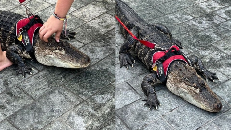 &iexcl;Ins&oacute;lito! Ni&ntilde;a pasea a un caim&aacute;n con correa en parque de Filadelfia