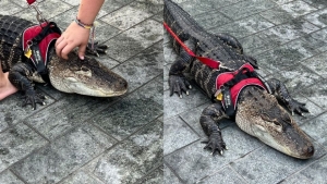 &iexcl;Ins&oacute;lito! Ni&ntilde;a pasea a un caim&aacute;n con correa en parque de Filadelfia