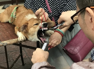En Quer&eacute;taro, proh&iacute;ben extraer cuerdas vocales, dientes y u&ntilde;as a animales