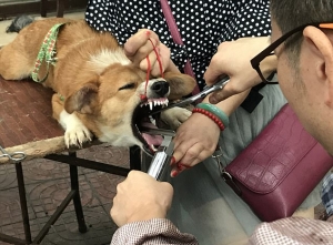 En Quer&eacute;taro, proh&iacute;ben extraer cuerdas vocales, dientes y u&ntilde;as a animales