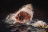 Tibur&oacute;n blanco ataca en Sonora; mata a tres buzos