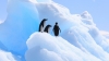 Hallan micropl&aacute;sticos en la dieta de los ping&uuml;inos de la Ant&aacute;rtida