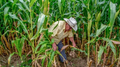 Reporta Gobierno del Estado primeros da&ntilde;os a cultivos por heladas