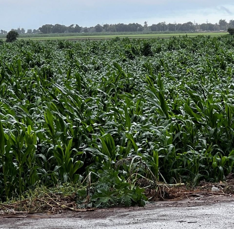 Lluvias invernal de hoy da&ntilde;a los cultivos de ma&iacute;z en Sinaloa: COUC