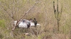Muere conductor en una volcadura sobre la carretera Culiac&aacute;n-Mazatl&aacute;n