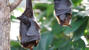 Descubren 4 nuevos tipos de coronavirus en murci&eacute;lagos de China