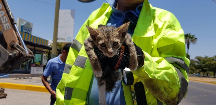 Personal del municipio y Bomberos rescatan a peque&ntilde;o gato atrapado en rejillas pluviales