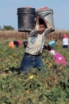 Inspeccionar&aacute; la Direcci&oacute;n del Trabajo a agr&iacute;colas del estado que empleen a ni&ntilde;os en el campo: Zazueta