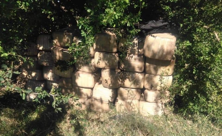 Aseguran casi 400 kilos de marihuana en Guam&uacute;chil