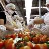 Productores mexicanos de jitomate podr&iacute;an terminar beneficiados por el coronavirus