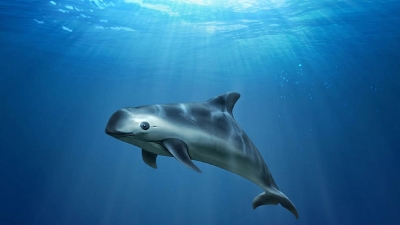 Por la Vaquita Marina los EEUU acusan a M&eacute;xico de incumplir el T-Mec