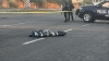 Abandonan un cad&aacute;ver envuelto en pl&aacute;stico en la carretera Culiac&aacute;n&ndash;Eldorado