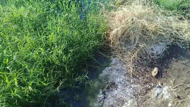 Hallan a una persona asesinada en dren de Guasave