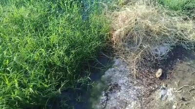 Hallan a una persona asesinada en dren de Guasave