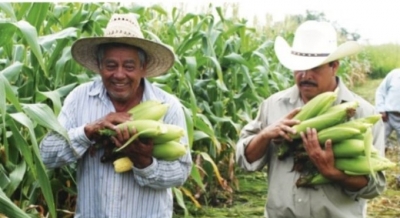 El precio internacional del ma&iacute;z rescata al campo agr&iacute;cola sinaloense, asegur&oacute; el CAP