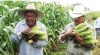El precio internacional del ma&iacute;z rescata al campo agr&iacute;cola sinaloense, asegur&oacute; el CAP