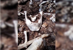 Quijada, dentadura y otros restos &oacute;seos humanos, el nuevo hallazgo de las Sabuesos Guerreras