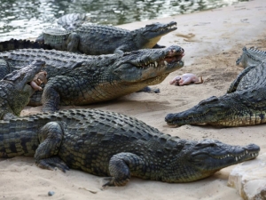Granjero de cocodrilos es 'devorado' por sus reptiles tras caer a su recinto por accidente