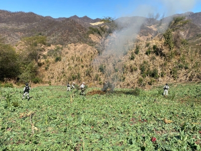 Guardia Nacional destruy&oacute; al menos dos sembrad&iacute;os de amapola en Tamazula