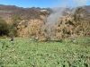 Guardia Nacional destruy&oacute; al menos dos sembrad&iacute;os de amapola en Tamazula