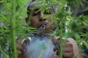 Cannabis para uso recreativo, en la agenda del Senado