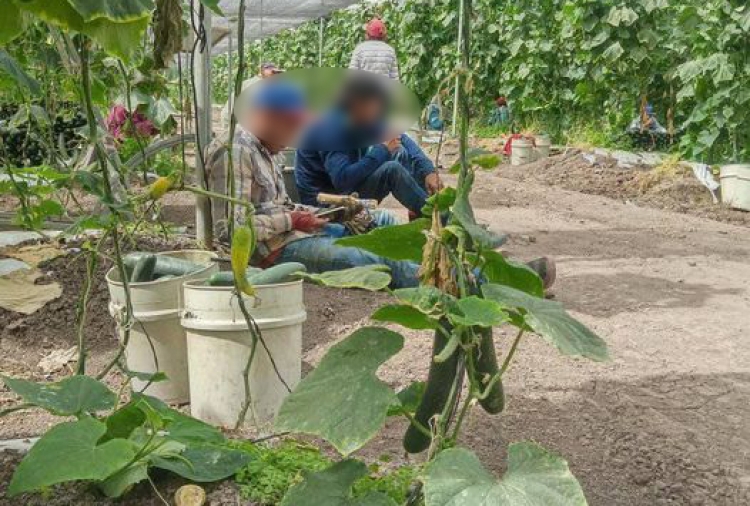 No les pagaron utilidades en Campo Morole&oacute;n, denuncias trabajadores
