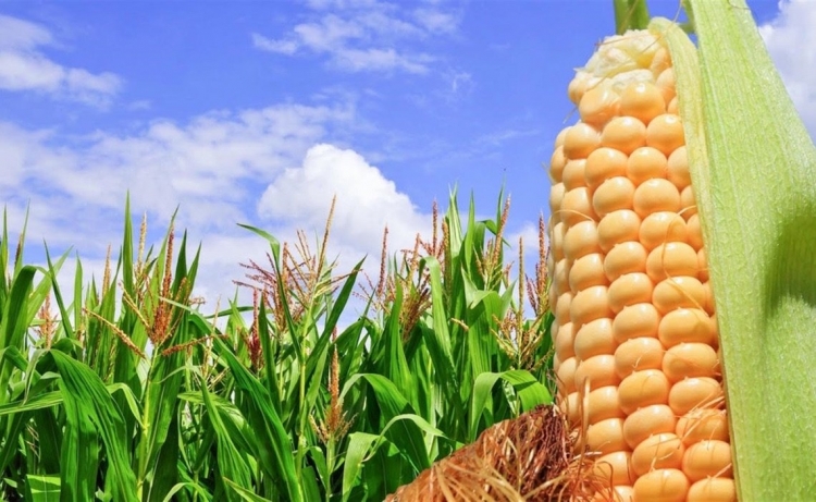 Aumento de precios del ma&iacute;z y la soya impacta en productos de consumo cotidiano