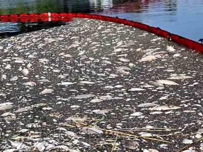 Toneladas de peces muertos en r&iacute;o entre Polonia y Alemania hunden el turismo