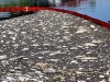 Toneladas de peces muertos en r&iacute;o entre Polonia y Alemania hunden el turismo