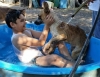 &iexcl;Cuida tus animalitos! Tambi&eacute;n las mascotas est&aacute;n expuestas al shock de calor