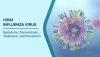 Secretaria de Salud confirma primer caso de influenza H3N2 subclado K en M&eacute;xico