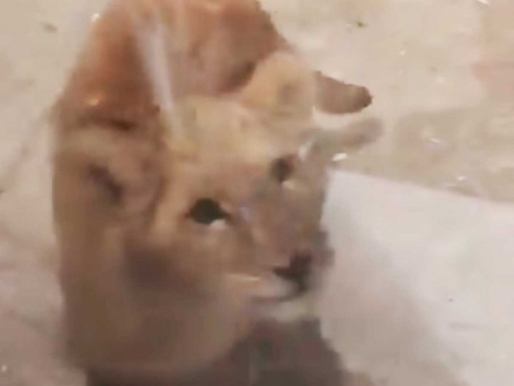 Encuentran a cachorro de Le&oacute;n dentro de un domicilio: Nuevo Le&oacute;n