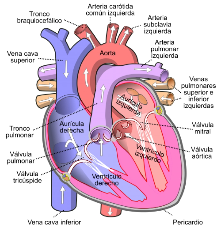 El Covid 19 afecta severamente el coraz&oacute;n