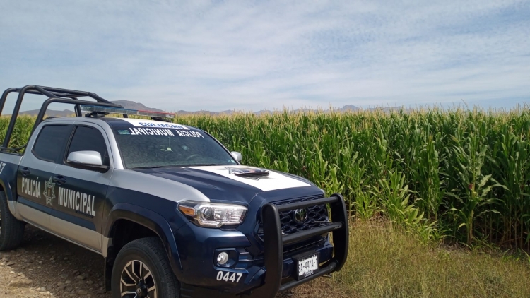 Se desploma una avioneta en maizal, en Emiliano Zapata, al sur de Culiac&aacute;n
