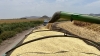 En riesgo la seguridad alimentaria de M&eacute;xico tras la ca&iacute;da del ma&iacute;z en Sinaloa: advirti&oacute; la Couc