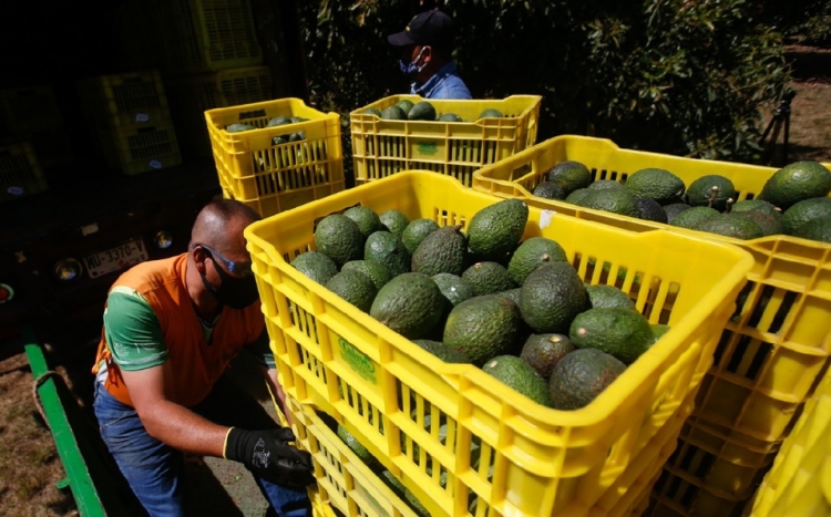 EU reactiva importaci&oacute;n de aguacate mexicano