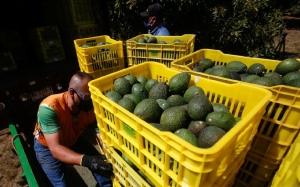 EU reactiva importaci&oacute;n de aguacate mexicano