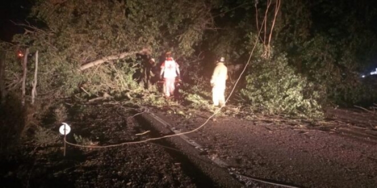 Motociclista muere al caerle un &aacute;rbol encima, en Ahome