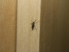 Y ahora el dengue... Per&uacute; declara alerta por brote de enfermedad