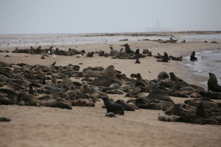 Encuentran a m&aacute;s de 7 mil focas muertas en playa de Namibia