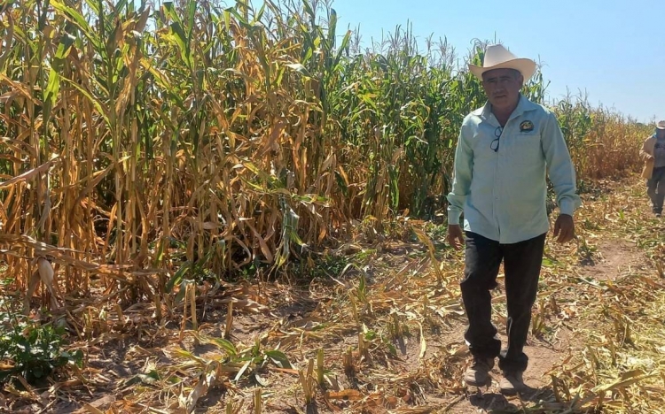20 mil productores agr&iacute;colas de Sinaloa naufragan en la incertidumbre de sus cultivos