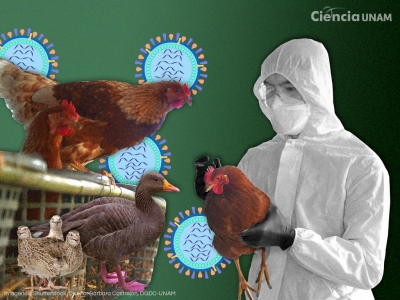 Detectan en Europa el primer caso humano de la gripe aviar AH9N2