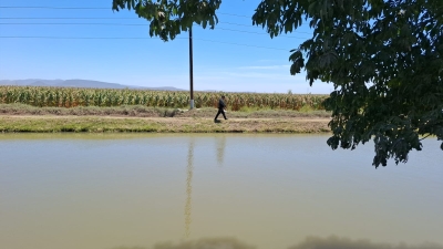 Un hombre es hallado asesinado y cubierto con plantas de ma&iacute;z, en Bachigualatito, al Sur de Culiac&aacute;n
